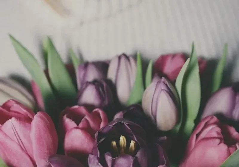 woman holding purple shades of tulip to welcome April and spring