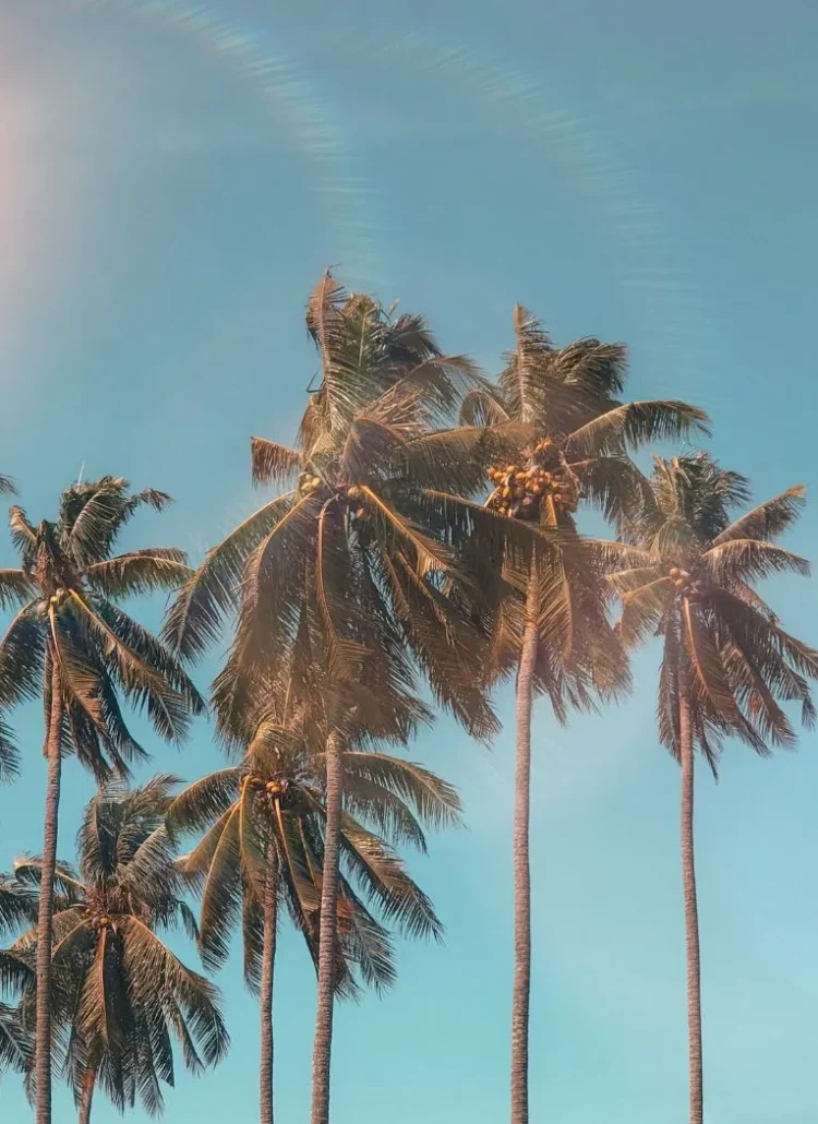 palm trees under the blue sky