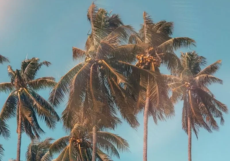 palm trees under the blue sky