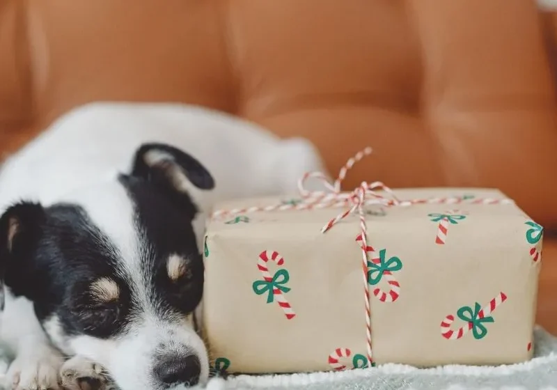 a dog sitting laying next to a December Christmas gift