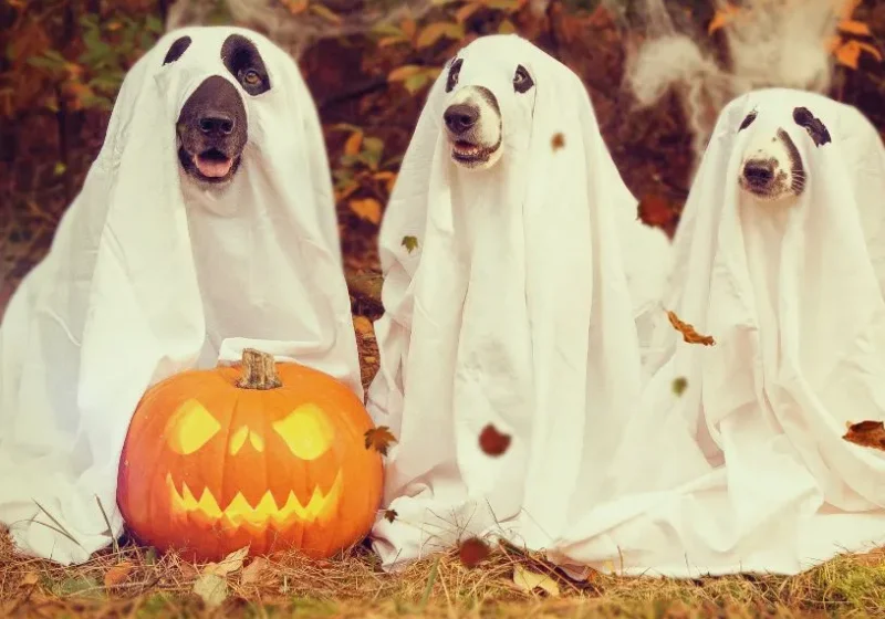 dog dressed up as a ghost for Halloween
